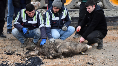 Emet ilçemizde karayolları mevkiinden başlatılan sıcak asfalt çalışmalarının sorunsuz bir şekilde tamamlanması ve hayırlı olması amacıyla kurban kesimi gerçekleştirildi.