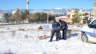 Soğuk Havalarda Kuşlar ve Sokak Dostlarımız Unutulmadı