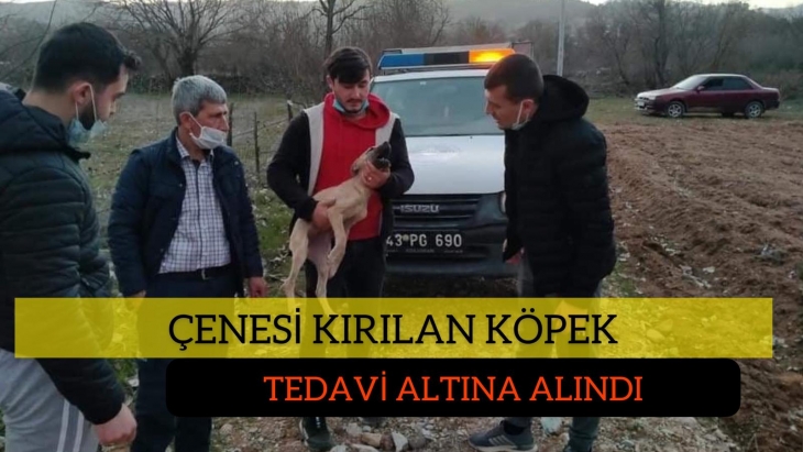 ÇENESİ KIRILAN KÖPEK TEDAVİ ALTINA ALINDI