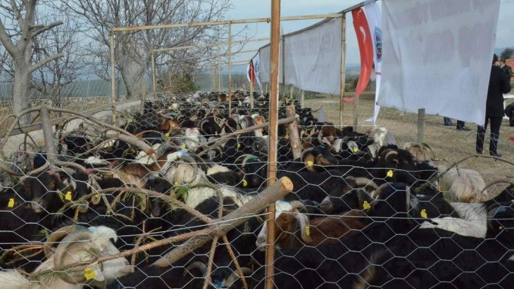 Projemiz Kapsamında 350 Adet Keçi Üreticilere Teslim Edildi