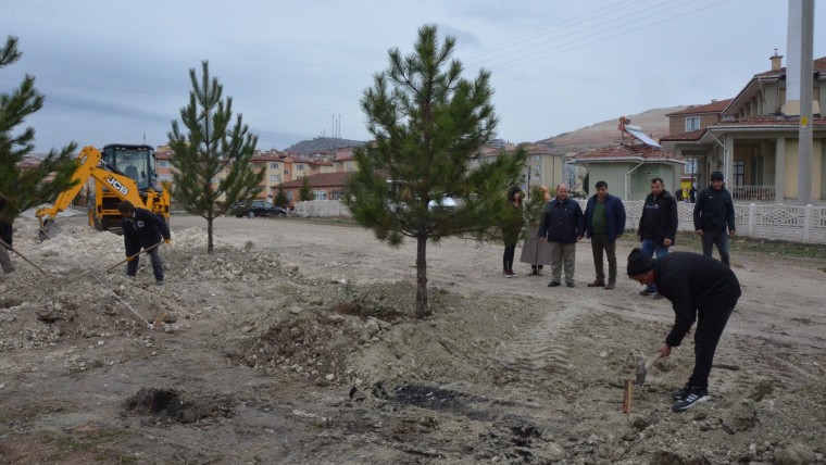 BETON İNŞAATLAR ARASINDA KALAN AĞAÇLAR BELEDİYEMİZCE KURTARILDI