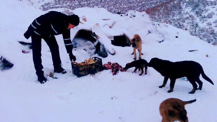 Yoğun Kar Yağışında Sokak Hayvanlarımızı Unutmuyoruz
