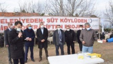 Projemiz Kapsamında 350 Adet Keçi Üreticilere Teslim Edildi