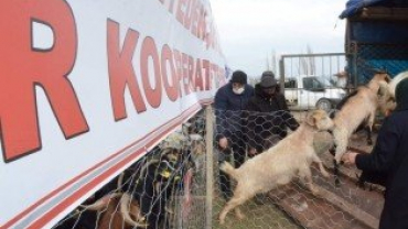 Projemiz Kapsamında 350 Adet Keçi Üreticilere Teslim Edildi