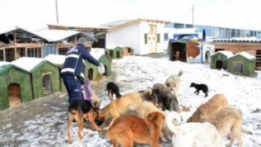 Soğuk Havada Sokak Dostlarımız Yalnız Bırakılmadı