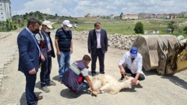 İşçiler Ölümden Döndü,Başkan Kurban Kestirdi