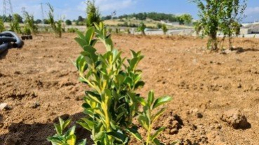 Emet Kavşağına 1.5 Milyon TL'lik Peyzaj Çalışması