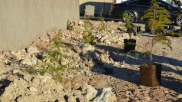 Gençlik Merkezini Gençler Yeşertecek