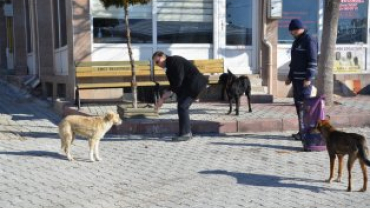 Soğuk Havalarda Kuşlar ve Sokak Dostlarımız Unutulmadı