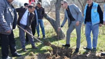 Emet Küreci Elmasını Geliştirme Adına Yeni Fidanlar Toprakla Buluştu