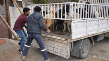 Belediye Projesinde İlk Geri Dönüşüm Oğlaklar Yeni Sahiplerine Teslim Edildi