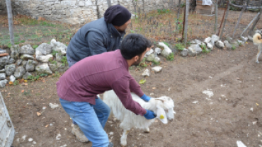 Belediye Projesinde İlk Geri Dönüşüm Oğlaklar Yeni Sahiplerine Teslim Edildi