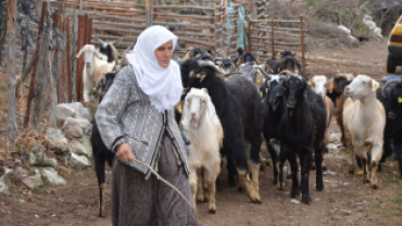 Belediye Projesinde İlk Geri Dönüşüm Oğlaklar Yeni Sahiplerine Teslim Edildi