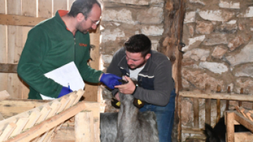 Keçi Peyniri Projesi ile Üretici Sayısını Artırıyor