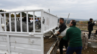 Keçi Peyniri Projesi ile Üretici Sayısını Artırıyor