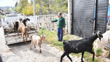 Keçi Peyniri Projesi ile Üretici Sayısını Artırıyor