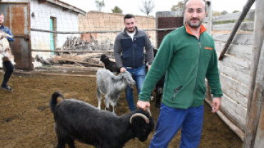 Keçi Peyniri Projesi ile Üretici Sayısını Artırıyor