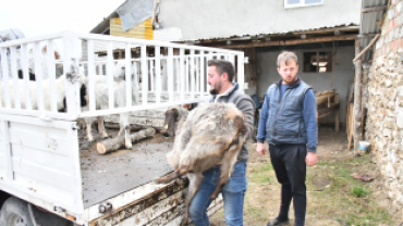 Keçi Peyniri Projesi ile Üretici Sayısını Artırıyor