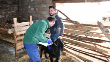 Keçi Peyniri Projesi ile Üretici Sayısını Artırıyor