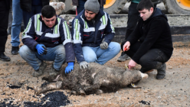 Emet ilçemizde karayolları mevkiinden başlatılan sıcak asfalt çalışmalarının sorunsuz bir şekilde tamamlanması ve hayırlı olması amacıyla kurban kesimi gerçekleştirildi.