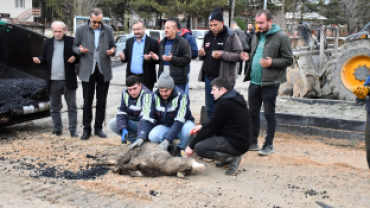 Emet ilçemizde karayolları mevkiinden başlatılan sıcak asfalt çalışmalarının sorunsuz bir şekilde tamamlanması ve hayırlı olması amacıyla kurban kesimi gerçekleştirildi.