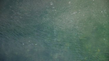 Başkan Koca: “Dünyada Sadece Japonya ve Emet’te Bulunan Yosunlu Havuzumuzu Yeniden Halkımıza Kazandırdık”