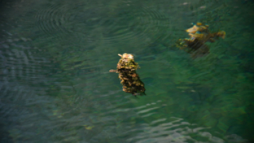 Başkan Koca: “Dünyada Sadece Japonya ve Emet’te Bulunan Yosunlu Havuzumuzu Yeniden Halkımıza Kazandırdık”