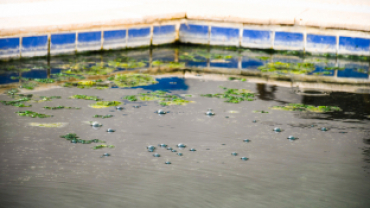 Başkan Koca: “Dünyada Sadece Japonya ve Emet’te Bulunan Yosunlu Havuzumuzu Yeniden Halkımıza Kazandırdık”