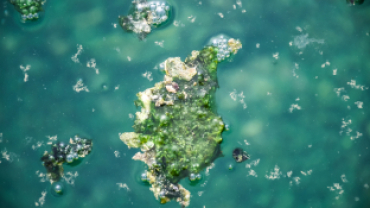 Başkan Koca: “Dünyada Sadece Japonya ve Emet’te Bulunan Yosunlu Havuzumuzu Yeniden Halkımıza Kazandırdık”