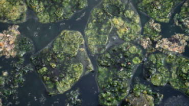 Başkan Koca: “Dünyada Sadece Japonya ve Emet’te Bulunan Yosunlu Havuzumuzu Yeniden Halkımıza Kazandırdık”