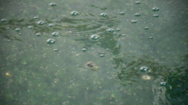 Başkan Koca: “Dünyada Sadece Japonya ve Emet’te Bulunan Yosunlu Havuzumuzu Yeniden Halkımıza Kazandırdık”