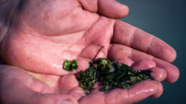 Başkan Koca: “Dünyada Sadece Japonya ve Emet’te Bulunan Yosunlu Havuzumuzu Yeniden Halkımıza Kazandırdık”