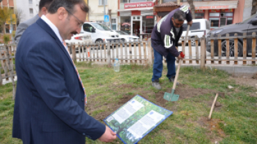 Asırlık İnkaya Çınarı Fidan ve Tohumları Emet'te