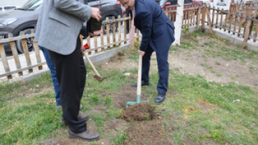 Asırlık İnkaya Çınarı Fidan ve Tohumları Emet'te