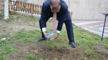 Asırlık İnkaya Çınarı Fidan ve Tohumları Emet'te