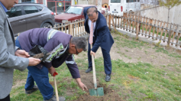 Asırlık İnkaya Çınarı Fidan ve Tohumları Emet'te