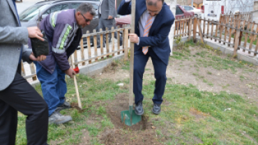 Asırlık İnkaya Çınarı Fidan ve Tohumları Emet'te